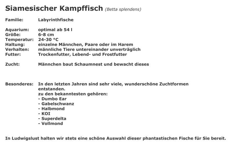 Siamesischer Kampffisch (Betta splendens)  Familie: 		Labyrinthfische  Aquarium: 	optimal ab 54 l Gre: 		6-8 cm Temperatur:	24-30 C Haltung:		einzelne Mnnchen, Paare oder im Harem Verhalten:	mnnliche Tiere untereinander unvertrglich Futter:		Trockenfutter, Lebend- und Frostfutter   Zucht:		Mnnchen baut Schaumnest und bewacht dieses    Besonderes: 	In den letzten Jahren sind sehr viele, wunderschne Zuchtformen  entstanden. zu den bekanntesten gehren: - Dumbo Ear - Gabelschwanz - Halbmond - KOI - Superdelta - Vollmond   In Ludwigslust halten wir stets eine schne Auswahl dieser phantastischen Fische fr Sie bereit.